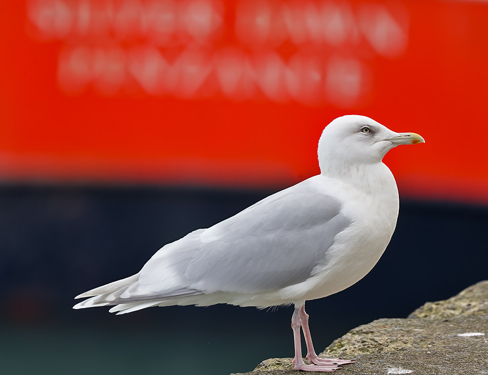 Kumlien's gull