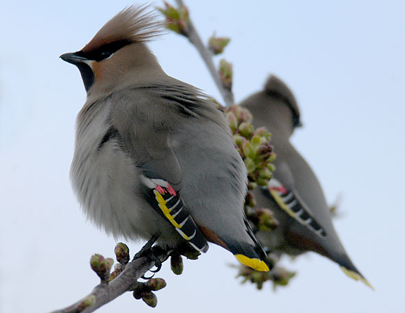 waxwing