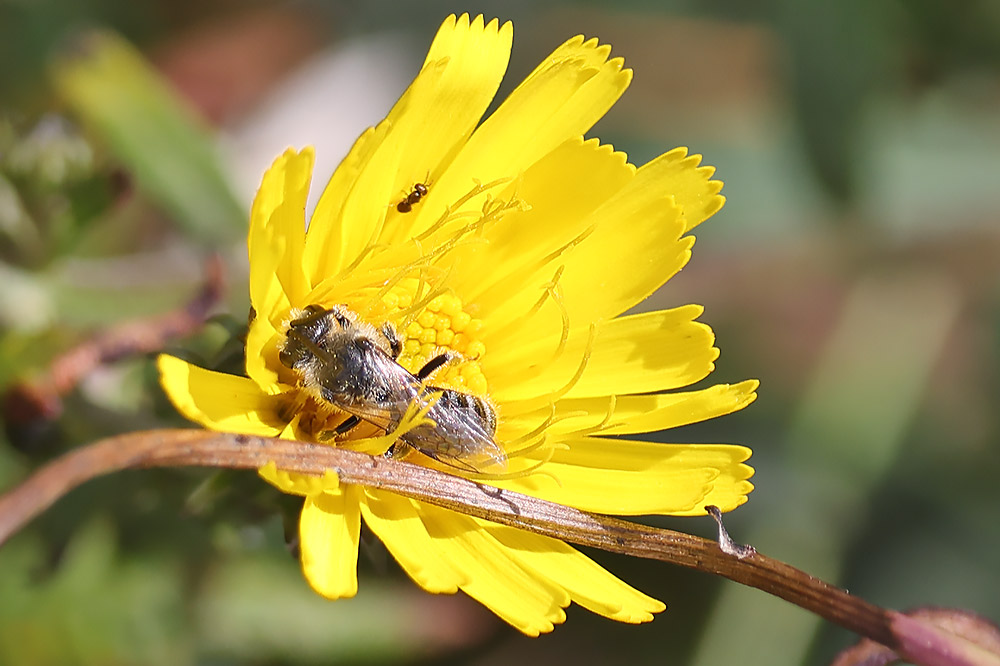Lasioglossum leucozonium group