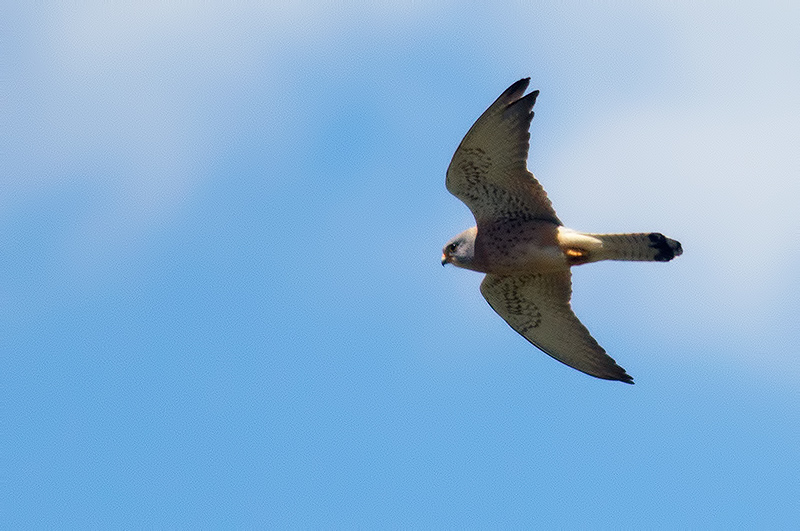 lesser kestrel