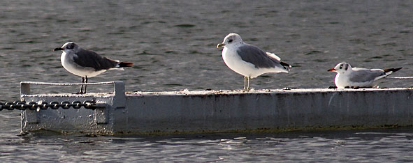 laughing, common and black-headed gulls