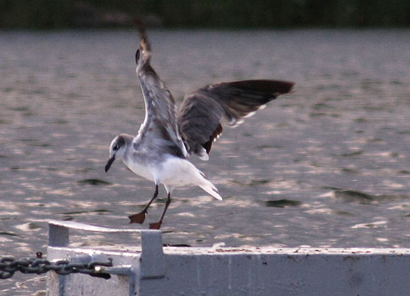 laughing gull