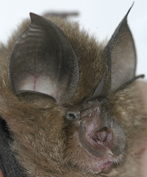 lesser horseshoe bat