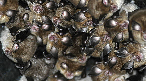 lesser horseshoe bats