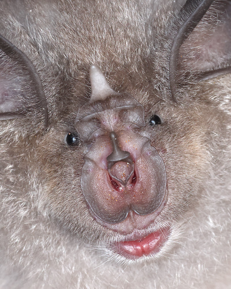 Greater horseshoe bat