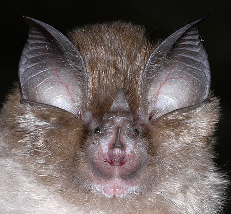 lesser horseshoe bat