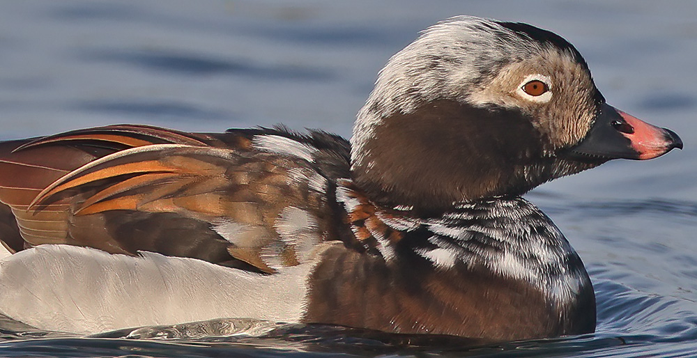 Long-tailed duck