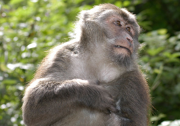 Himalayan macaque