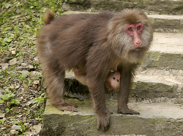Himalayan macaque