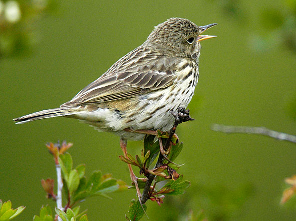 meadow pipit