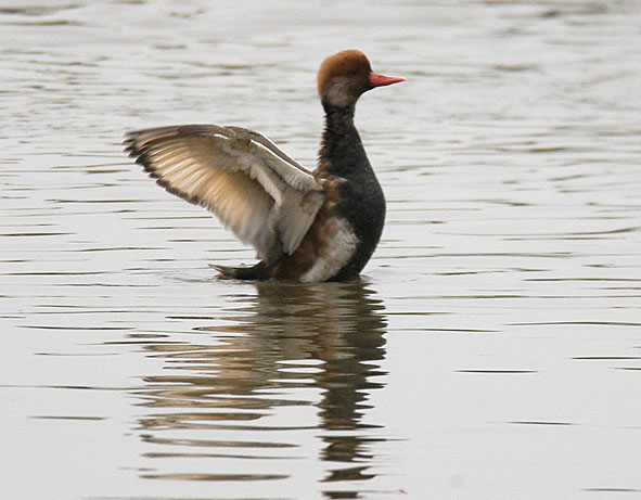 red-crested pochard