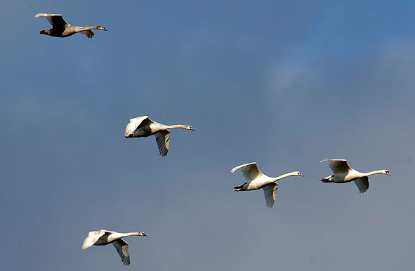 mute swans