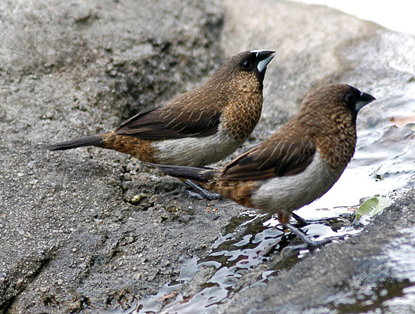 white-rumped munia