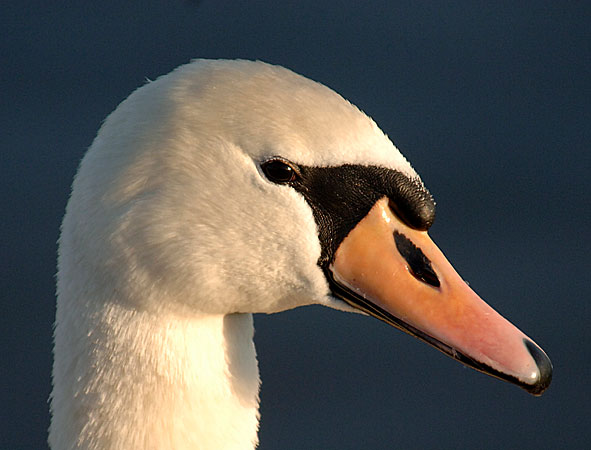 mute swan