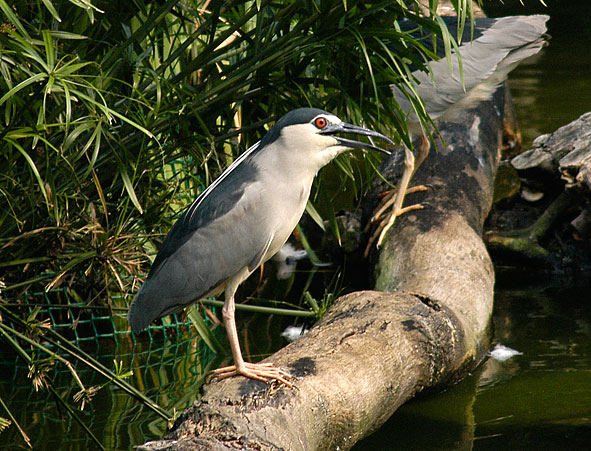 black-crowned night heron