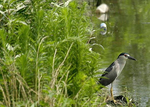 night heron