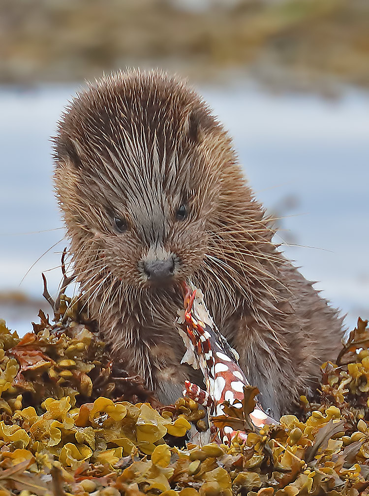 otter