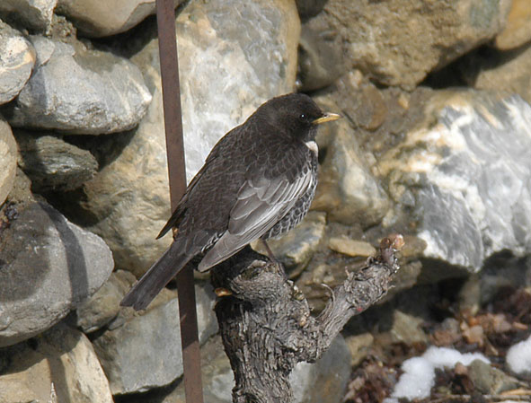 ring ouzel male, subspecies alpestris