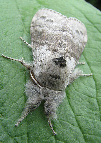 Pale tussock