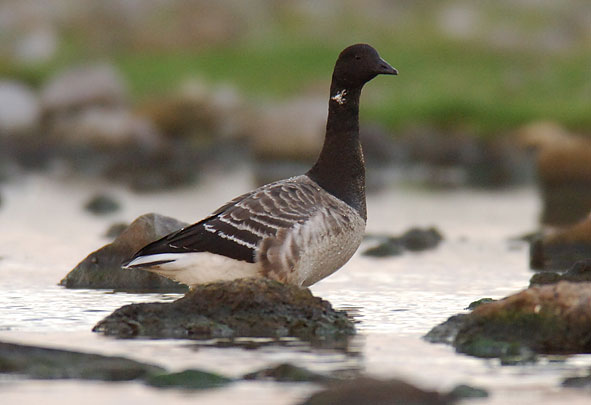 pale-bellied brent goose
