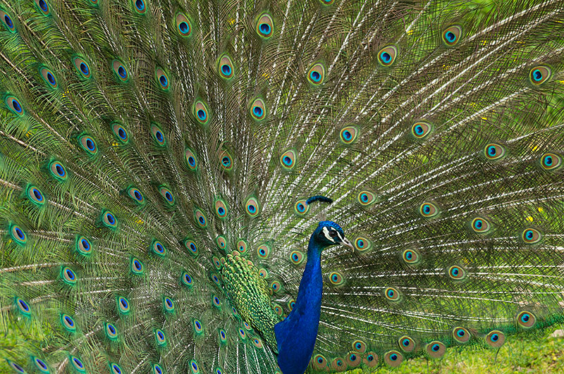 peacock