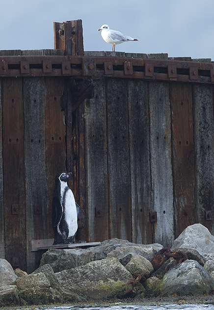 Yarmouth penguin