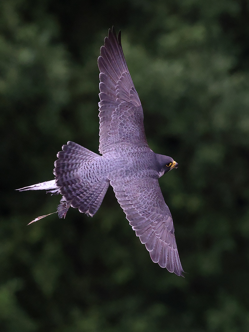 Peregrine