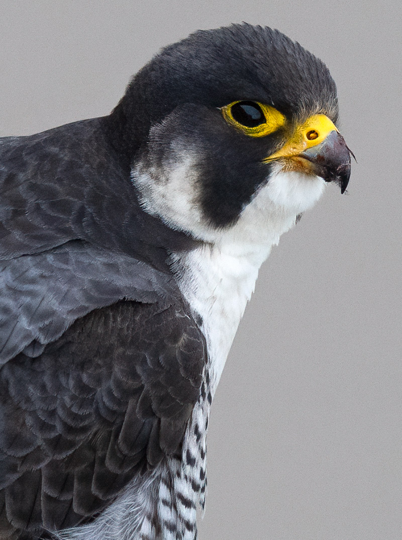 Peregrine