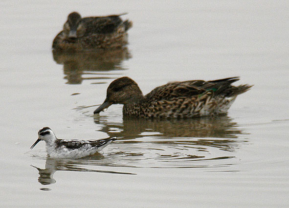 red-necked phalarope and teal
