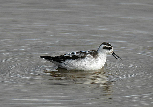 red-necked phalarope