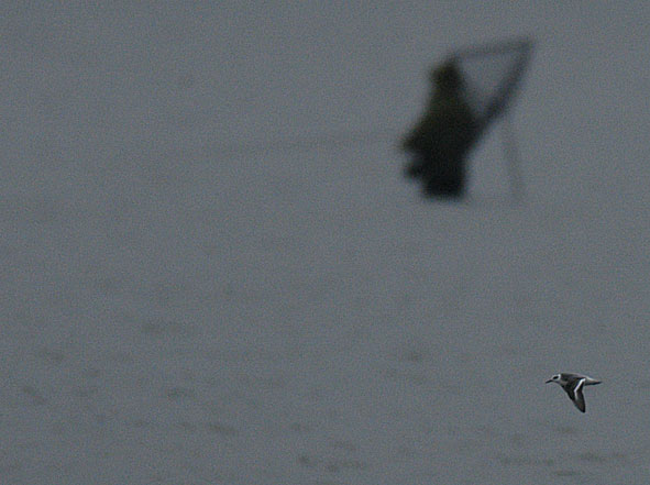 grey phalarope