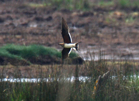 collared pratincole