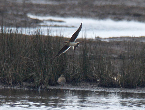 collared pratincole