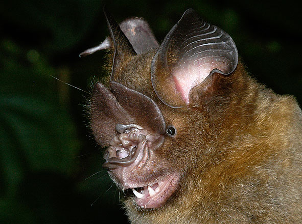 Hipposideros pratti