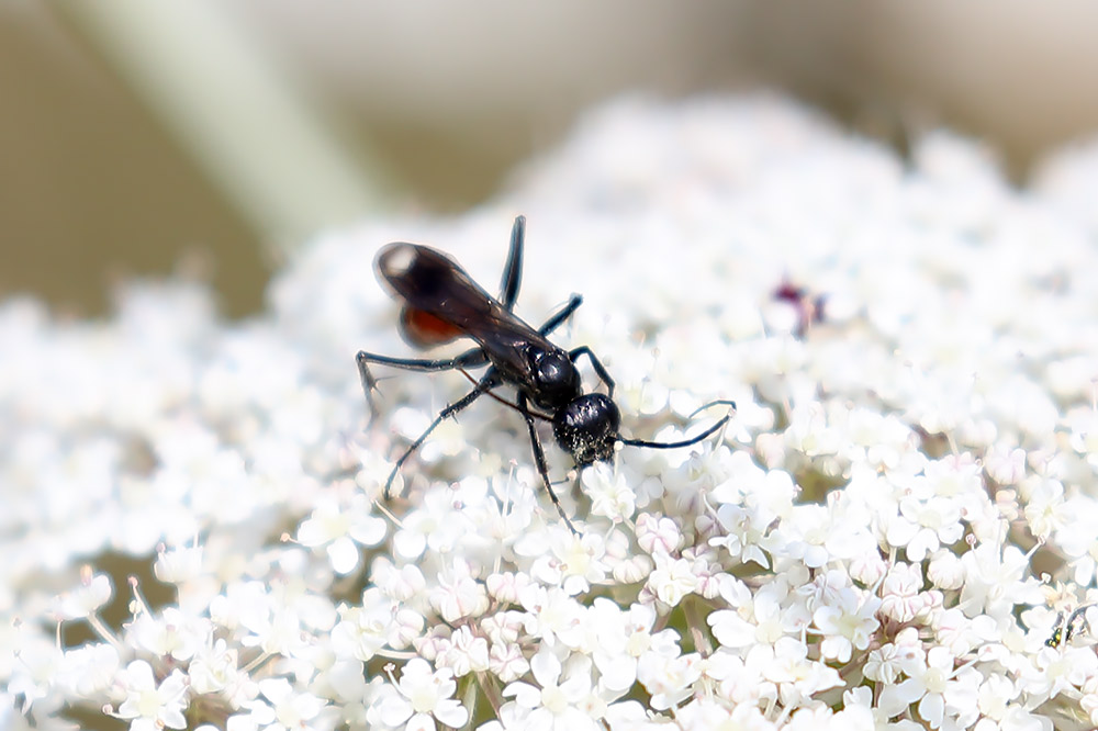 Priocnemis sp. 