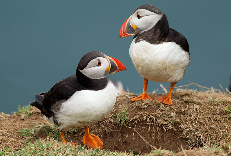 puffins