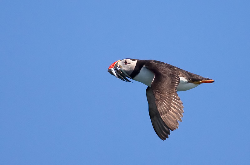puffin