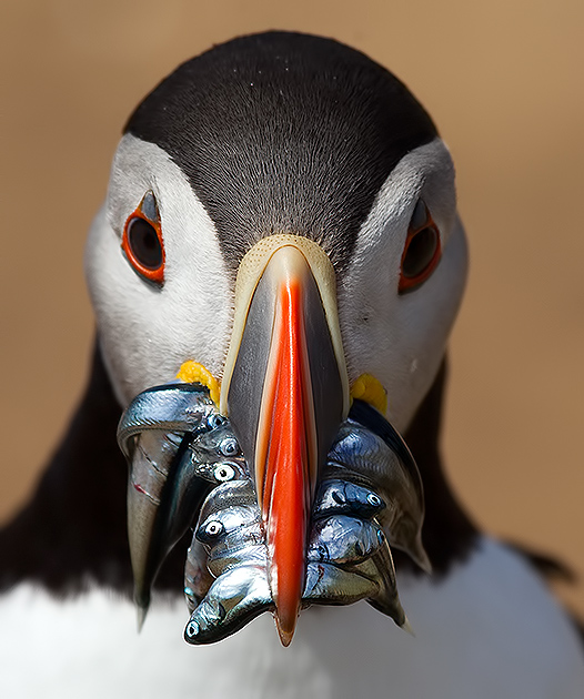 Puffin