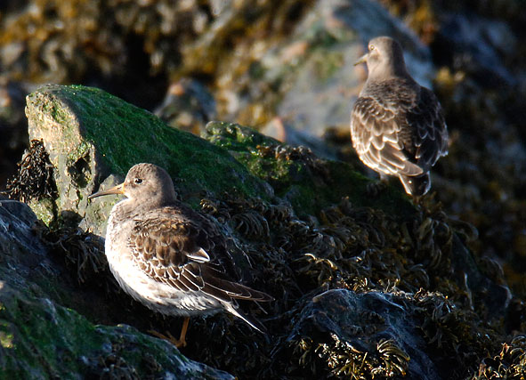 purple sandpipers