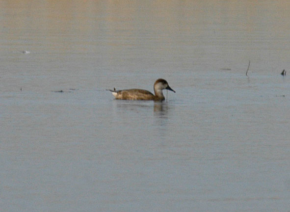 red crested pochard?