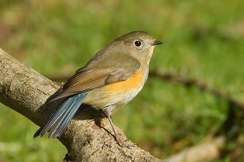 red-flanked bluetail