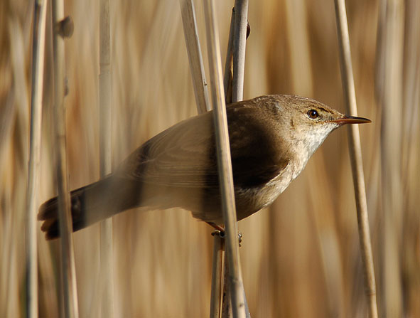 reed warbler