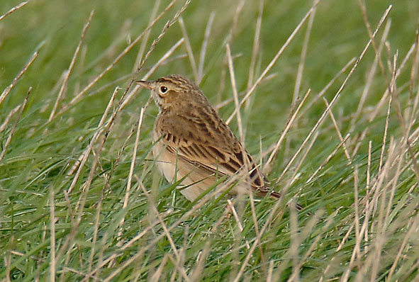 Richard's pipit