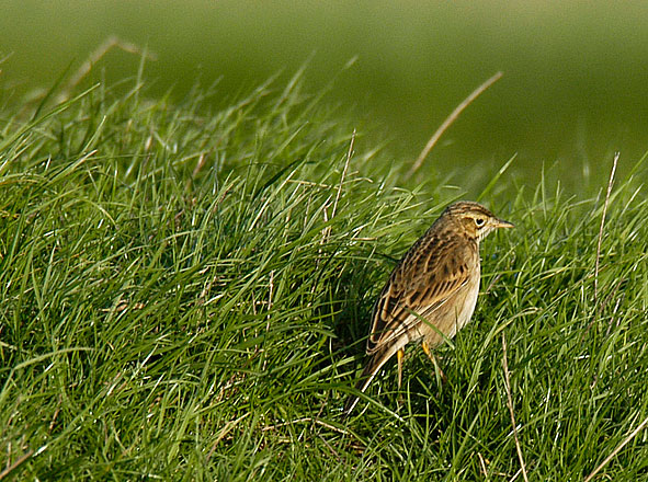 Richard's pipit