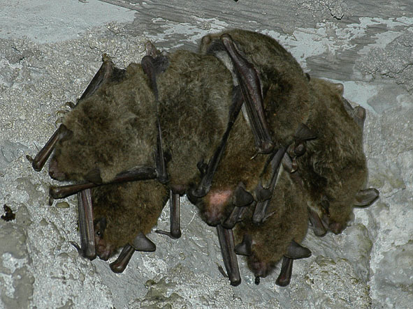 Fishing bats