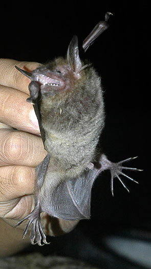 Myotis ricketti