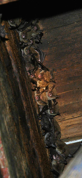 Myotis ricketti