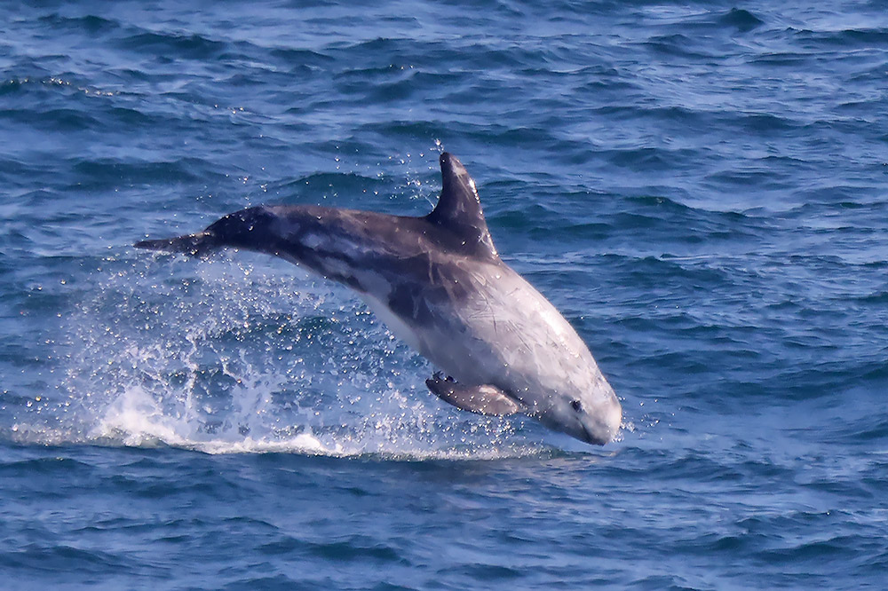 Risso's dolphin