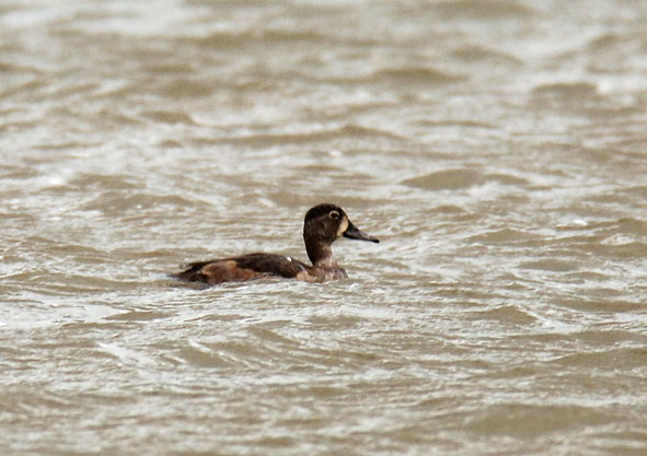 ring-necked duck