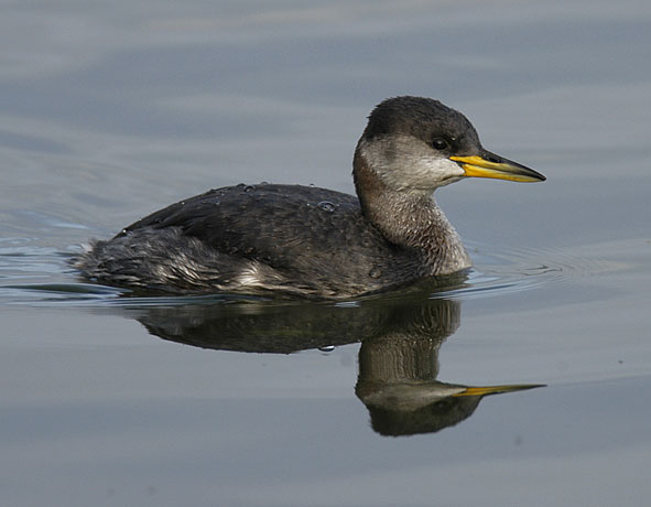 red-necked grebe